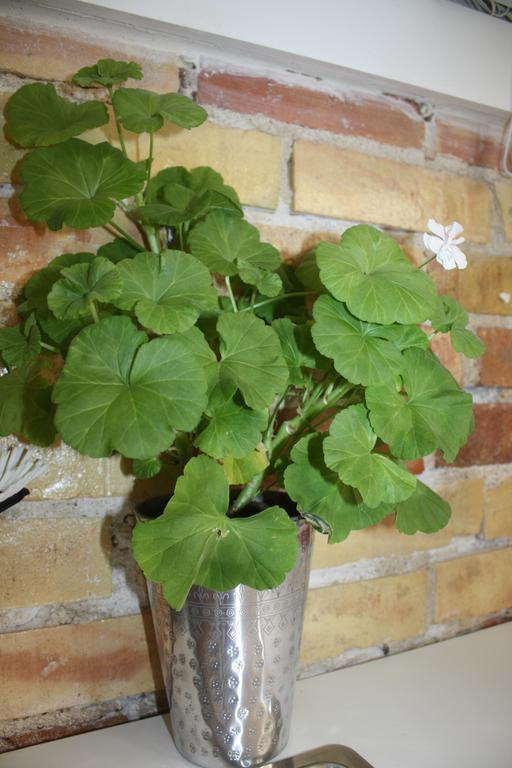 Wramsta B&B Tollarp Zewnętrze zdjęcie